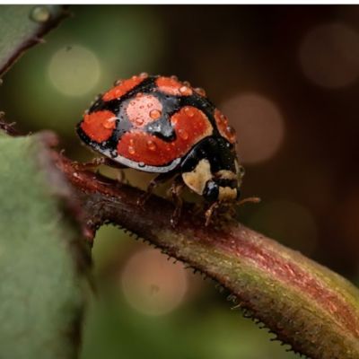 Rain kissed Ladybird