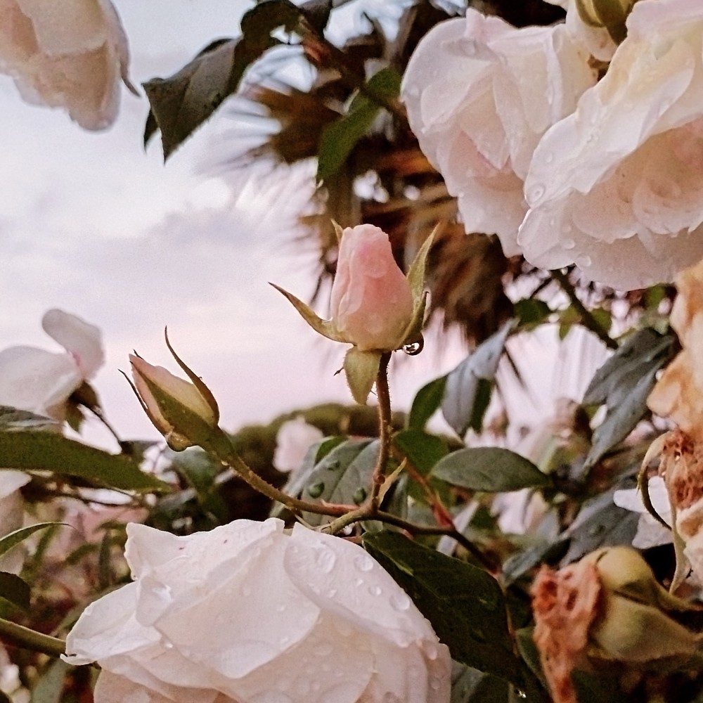 Symphony in Pearl and Pink, photo by Tiny on the wall