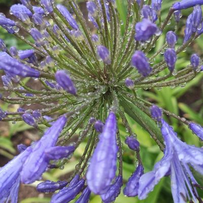 Constellation of the morning rain