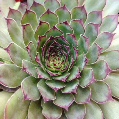 Emerald Crown Rosette
