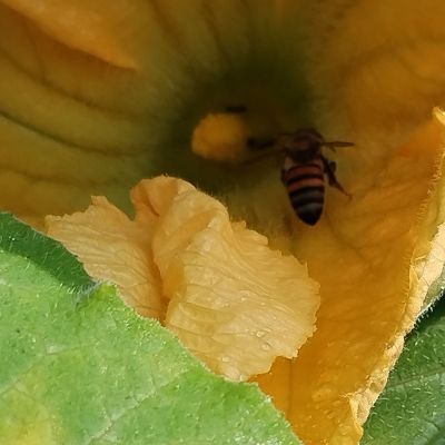 Buzzy's Golden Haven