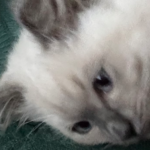 miao