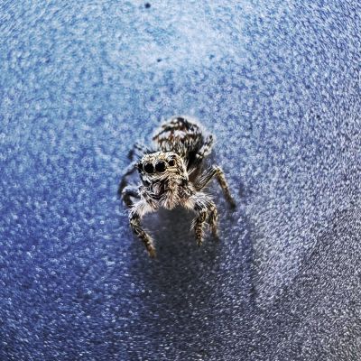Jumpy spider