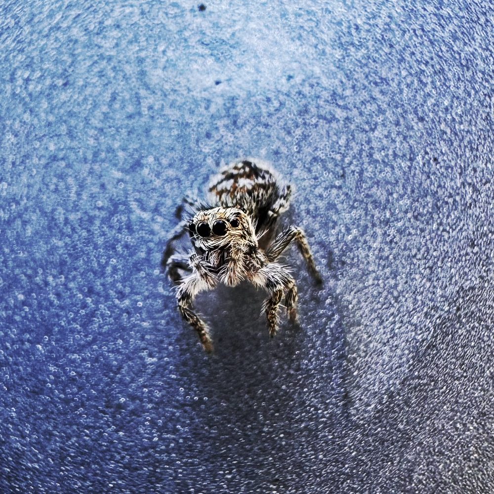 Jumpy spider, photo by zmdana on the wall