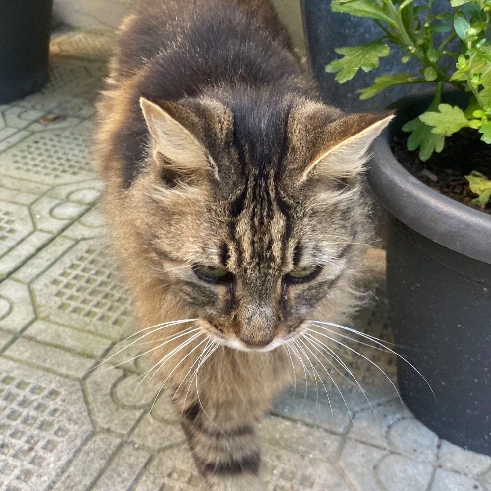 Gatto!!!, photo by chicca on the wall