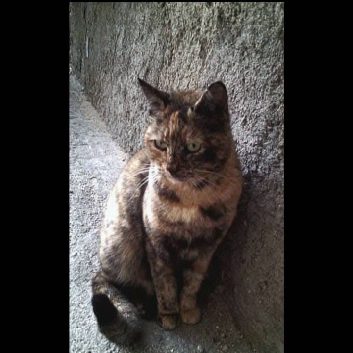 Ambra, photo by Angiolina on the wall