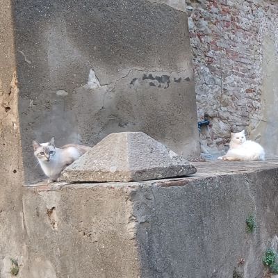 Gatti