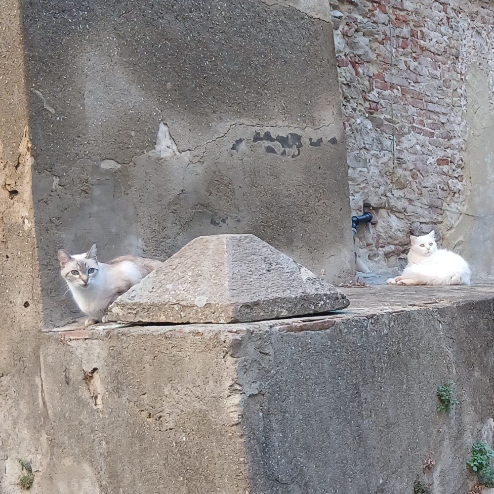 Gatti, photo by aniello on the wall