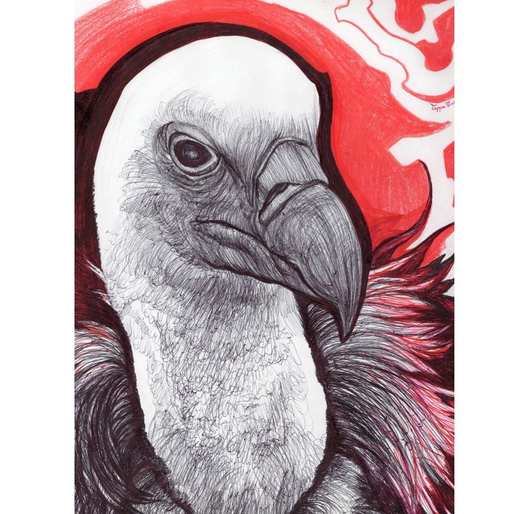Griffon vulture, photo by Borjan1987 on the wall