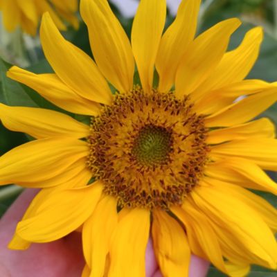 The most beautiful sunflower I'm new here—please show some