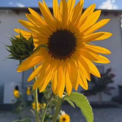 The most beautiful sunflower I'm new here—please show some s