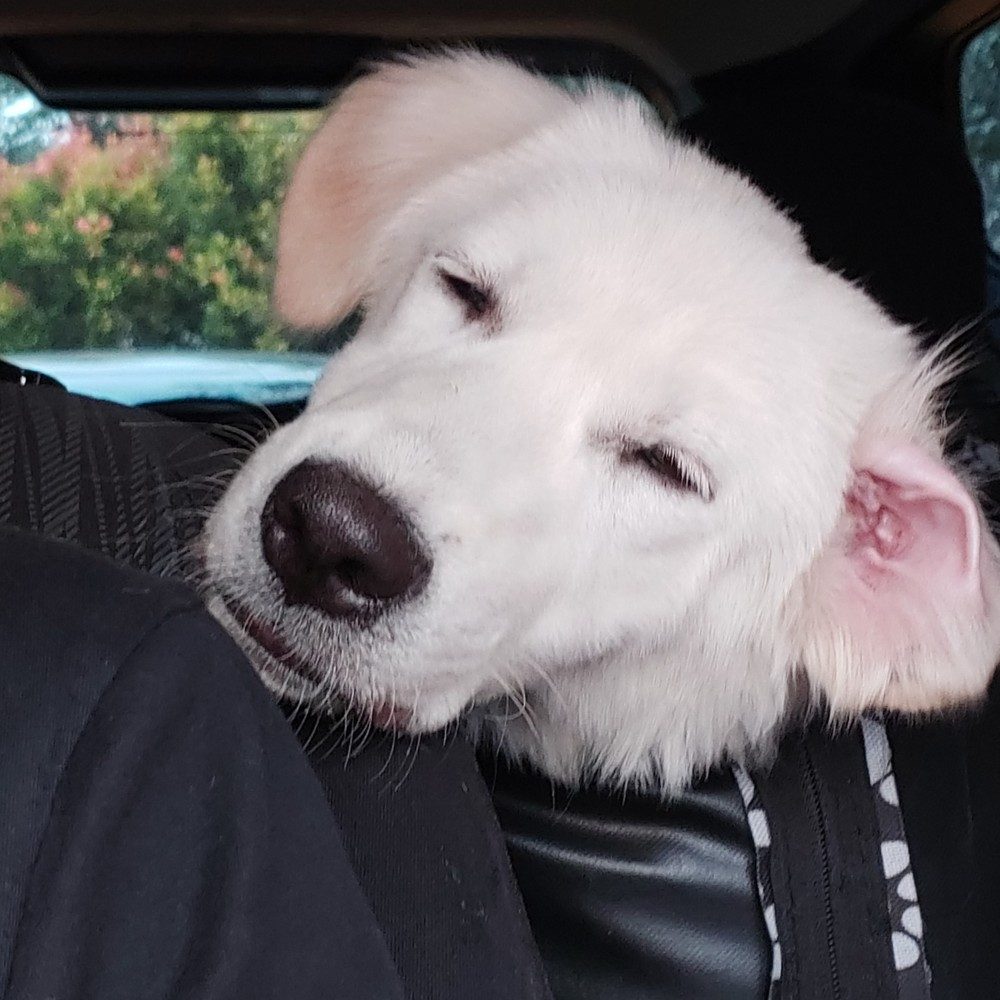 “Do Not Disturb. I’m Busy Dreaming.” 💤🐾, photo by mojanggeulis on the wall