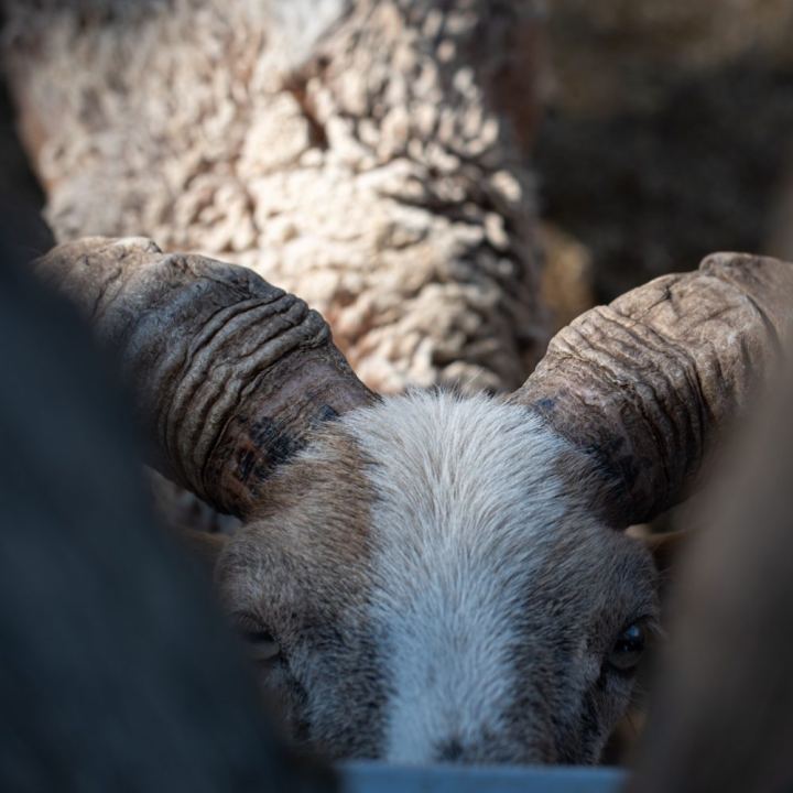 The Silent Stare, photo by Madalinovici on the wall