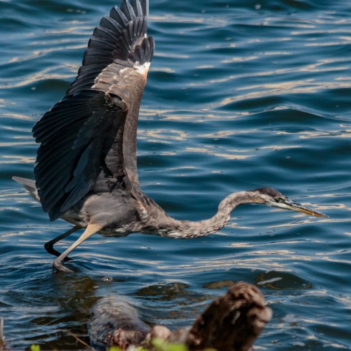 Great Blue Heron about to strike., photo by The_Old_Kid on the wall