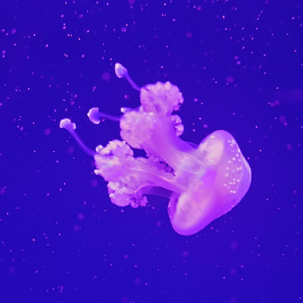 Jellyfish🌊, photo by Ilraffowaller on the wall