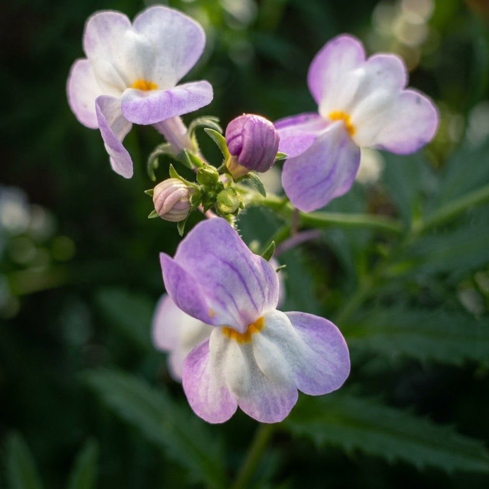 Lilac Velvet Blossoms, photo by Tiny on the wall