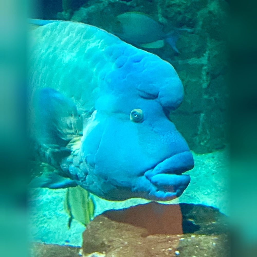 Acquario Livorno, photo by chicca on the wall