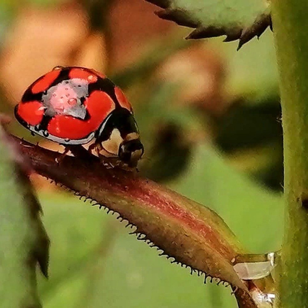 Ladybug Love, photo by Tiny on the wall