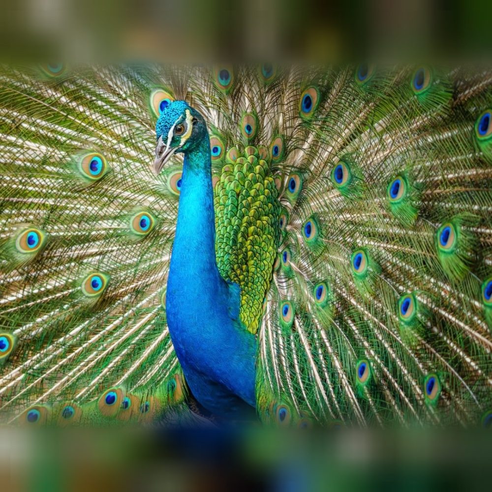 Peacock, photo by fotos_sg on the wall · WallPixelArt Photography