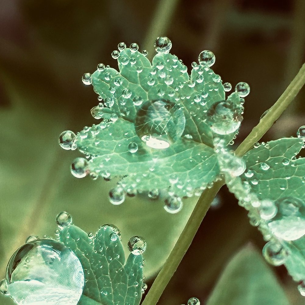 Perles d’eau, photo by fededesign on the wall