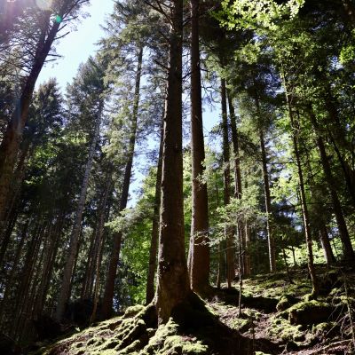 Forêt mystérieuse