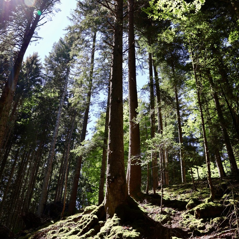Forêt mystérieuse, photo by fededesign on the wall