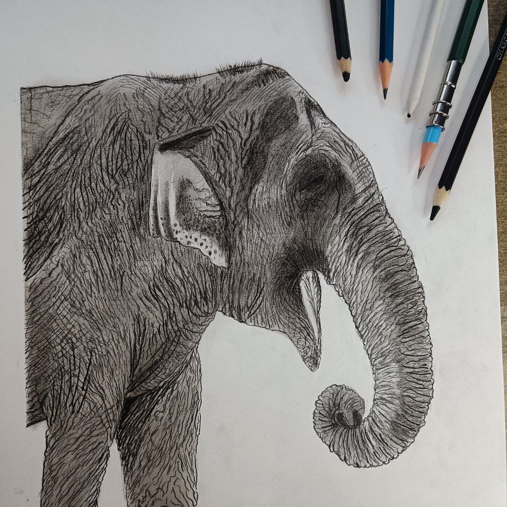 Elephant drawing 🐘, photo by ujjvalsoniarts on the wall