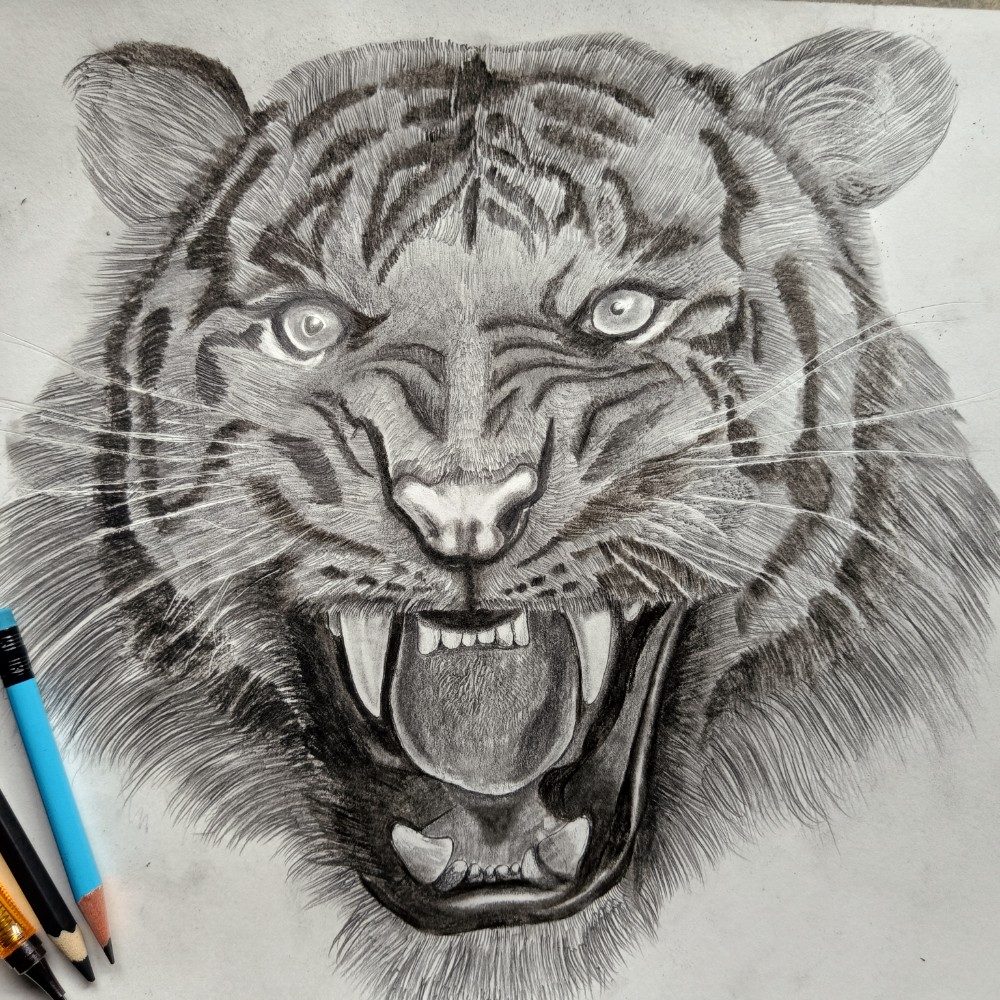 Tiger 🐯 drawing, photo by ujjvalsoniarts on the wall