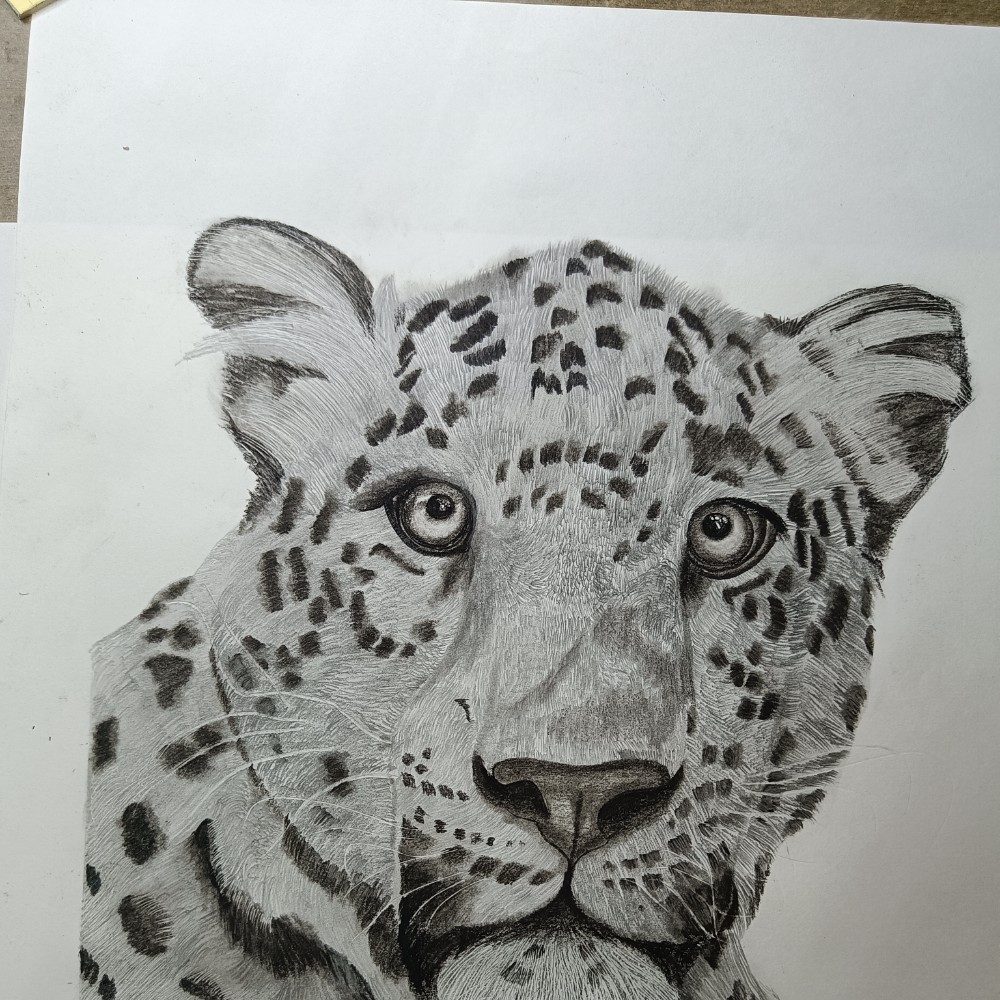 Leopard 🐆 drawing, photo by ujjvalsoniarts on the wall