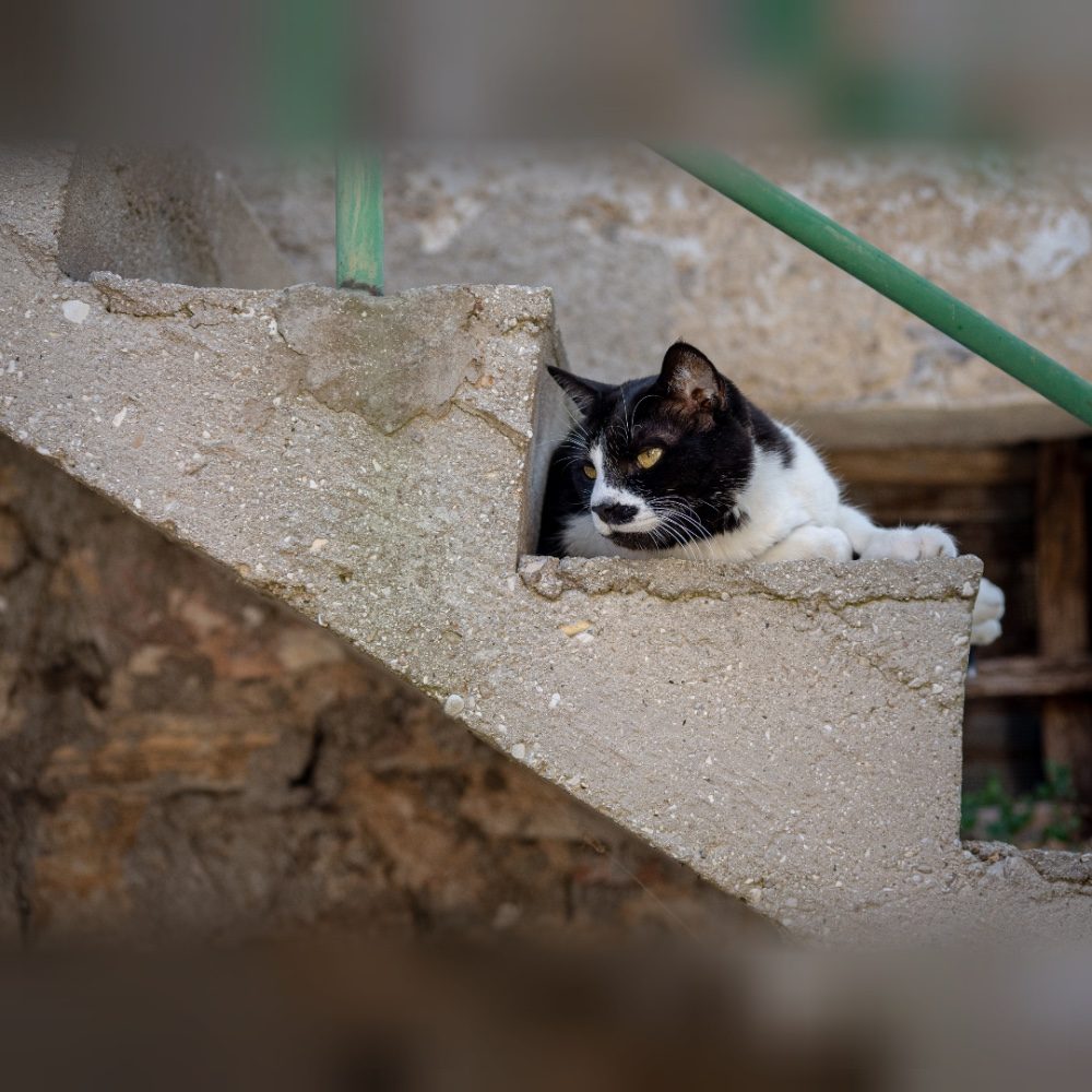 Il gatto, photo by Dasso85 on the wall