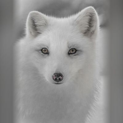 Regard