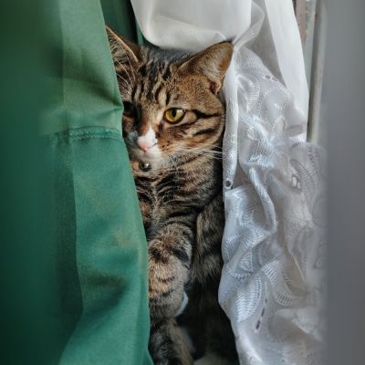 Peekaboo