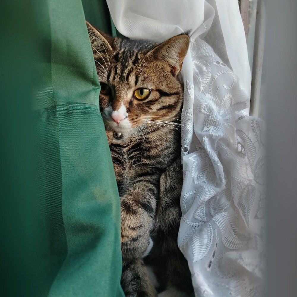 Peekaboo, photo by Tiny on the wall