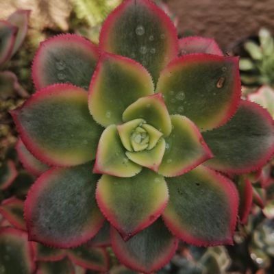 Aeonium 'Kiwi' Dream Color