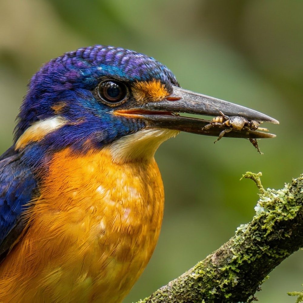 Kingfisher's success, photo by Quiet_Lines on the wall