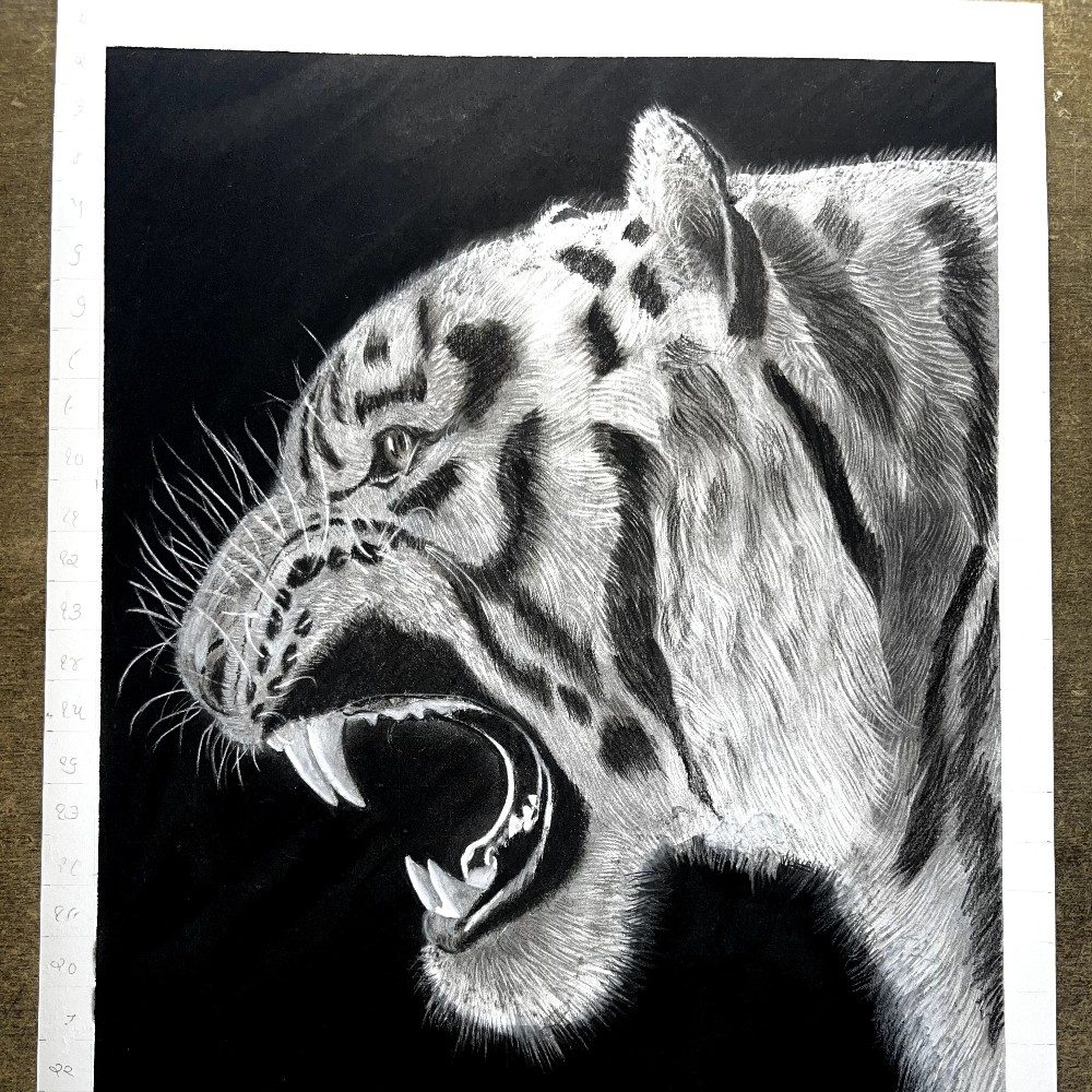 Tiger drawing king of the animals🐅, photo by ujjvalsoniarts on the wall