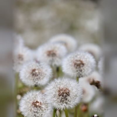 Plumes