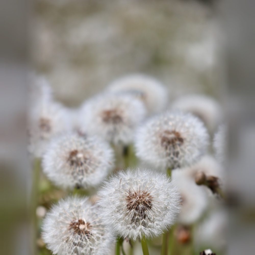 Plumes, photo by fededesign on the wall