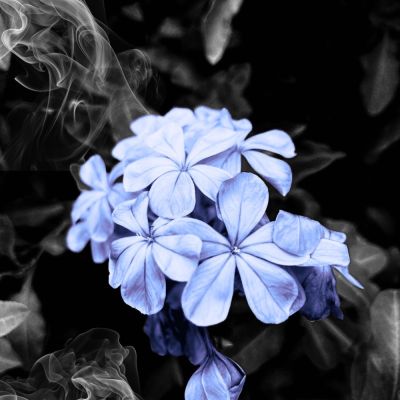 Fleurs