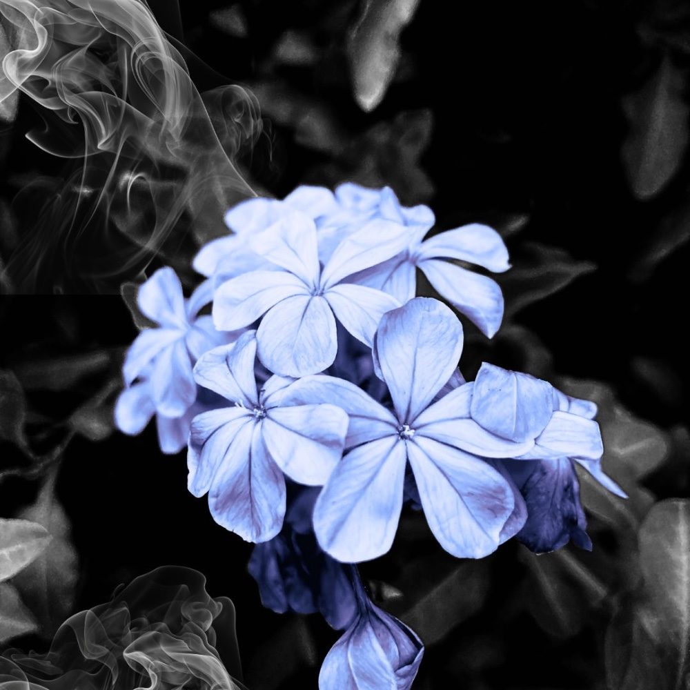 Fleurs, photo by fededesign on the wall