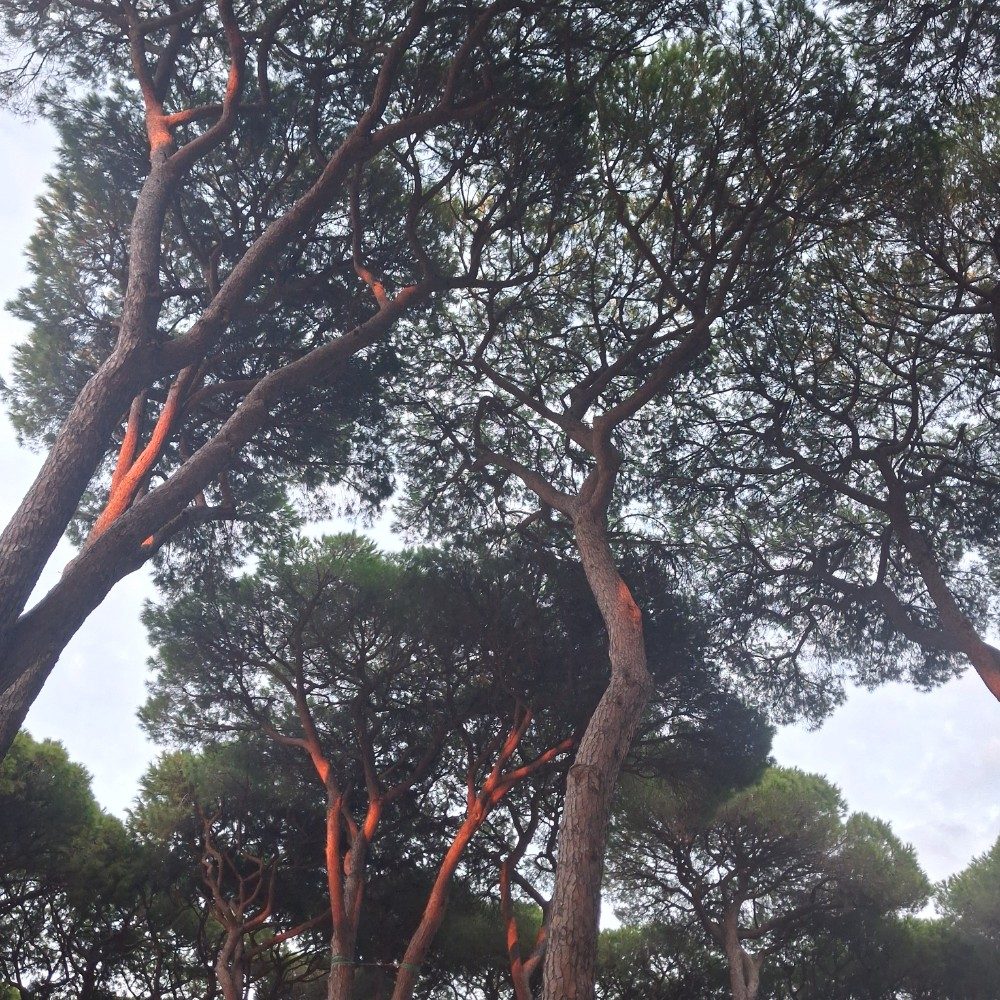 Burning pines, photo by ALO on the wall