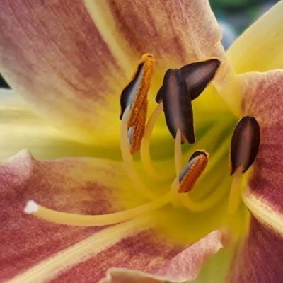 Heart of the Bloom