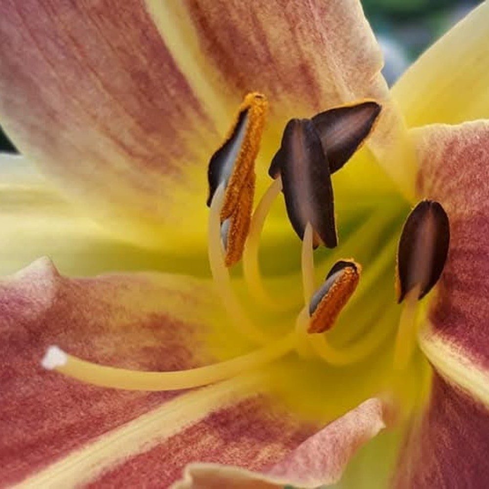 Heart of the Bloom, photo by Tiny on the wall