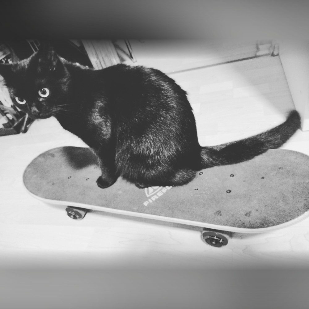 Un gatto sportivo, photo by ConsuNoe_Gamers on the wall