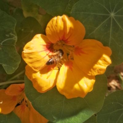 Busy Bee