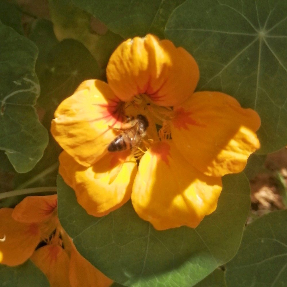 Busy Bee, photo by Tiny on the wall