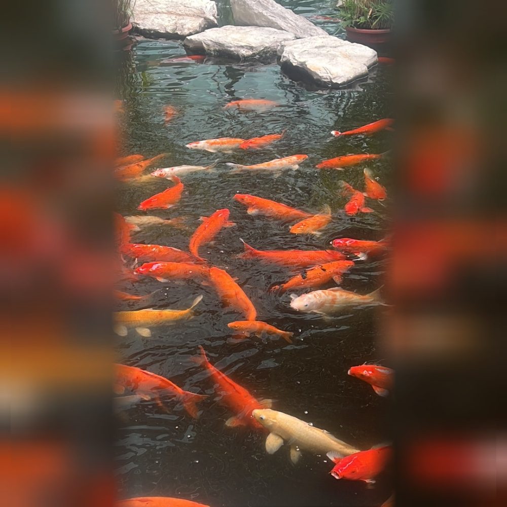 Peces, photo by Dani on the wall