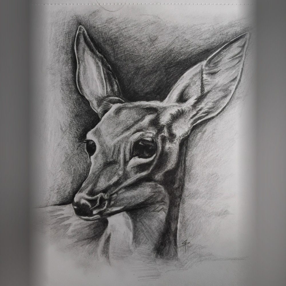 Deer, photo by SKAI_ARTStudio on the wall