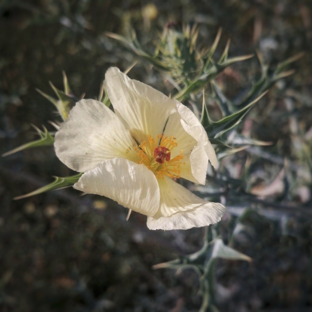 Delicate Armor, photo by Tiny on the wall