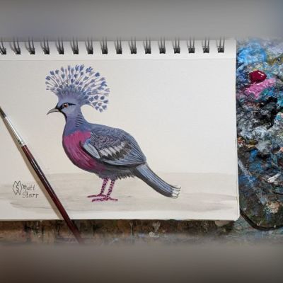 BIRDTOBER 2026- DAY 14: Victoria crowned pigeon